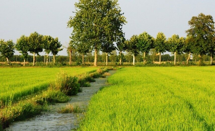 Immagine di una risaia, campo coperto d'acqua per la coltivazione del riso. Territorio dell'Ecomuseo delle risaie, dei fiumi, del paesaggio rurale mantovano, uno degli Ecomusei della Lombardia.